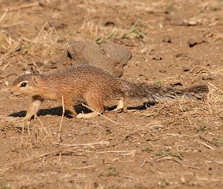 Borstenhörnchen, Unstriped Ground Squirrel, Xerus rutilus